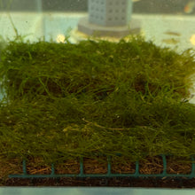 Load image into Gallery viewer, Java Moss 3x5 Mat | Live Plant
