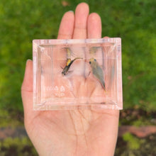 Load image into Gallery viewer, Fire Tux Glass Belly Guppy Pair
