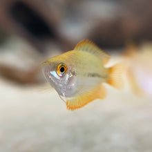 Cargar imagen en el visor de la galería, Honey Fire Gourami
