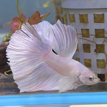 Cargar imagen en el visor de la galería, Pink &amp; White Dumbo Ear Halfmoon Male Betta | WYSIWYG
