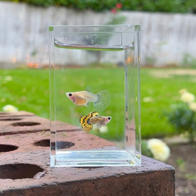 Cobra Mosaic Glass Belly Guppy Pair