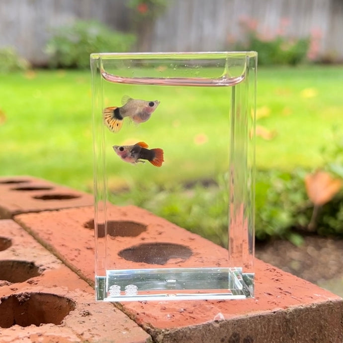 Short Dragon Mosaic Glass Belly Guppy Pair
