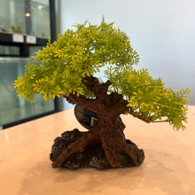 Load image into Gallery viewer, Komodo Bonsai Tree
