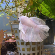 Cargar imagen en el visor de la galería, Pink &amp; White Dumbo Ear Halfmoon Male Betta | WYSIWYG
