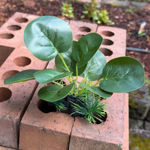 Cargar imagen en el visor de la galería, Realistic Artificial Aquarium Plant | Dark Green
