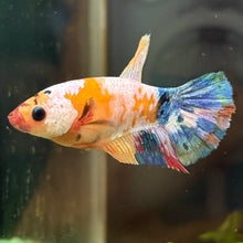 Load image into Gallery viewer, "Third Eye" Candy Koi Betta Fish (Female) | WYSIWYG B1
