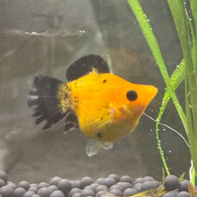 Load image into Gallery viewer, Sailfin Pikachu Balloon Molly Pair | WYSIWYG
