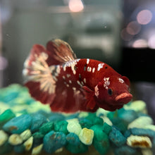 Load image into Gallery viewer, "Reddy" Copper Candy Koi Betta Fish | WYSIWYG A1

