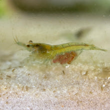 Cargar imagen en el visor de la galería, Guaranteed Pregnant Neocaridina Shrimp | Any Color Morph
