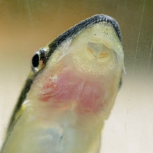 Load image into Gallery viewer, Otocinclus Catfish | Algae Eater
