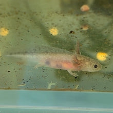 Load image into Gallery viewer, Baby Axanthic Copper Axolotl

