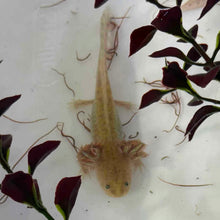 Load image into Gallery viewer, Baby Copper Axolotl
