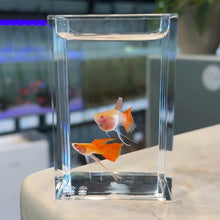 Cargar imagen en el visor de la galería, Ribboned Albino Red Ear Fin C Glass Belly Guppy Pair

