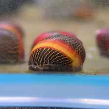 Load image into Gallery viewer, Red Racer Nerite Snail
