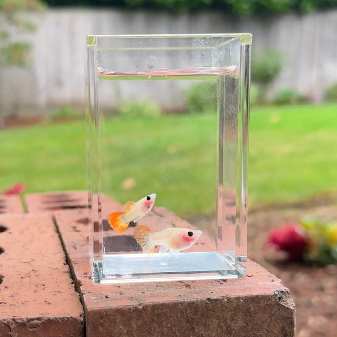 Ribboned Apricot Sunrise Glass Belly Guppy Pair
