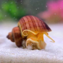 Load image into Gallery viewer, Magenta Mystery Snail
