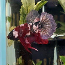 Cargar imagen en el visor de la galería, Black Galaxy Male Betta | WYSIWYG
