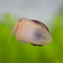 Cargar imagen en el visor de la galería, Mystery Snails - All Morphs
