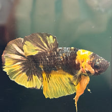 Load image into Gallery viewer, "Bee" Candy Koi Betta Fish (Male) | WYSIWYG D4
