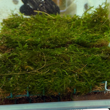 Cargar imagen en el visor de la galería, Christmas Moss 3x5 Mat | Live Plant
