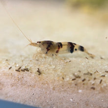 Load image into Gallery viewer, Raccoon Tiger Shrimp | Caridina (Raised in Neo Parameters)
