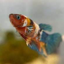 Cargar imagen en el visor de la galería, Blue Eye Rainbow Candy Koi Female Betta | WYSIWYG
