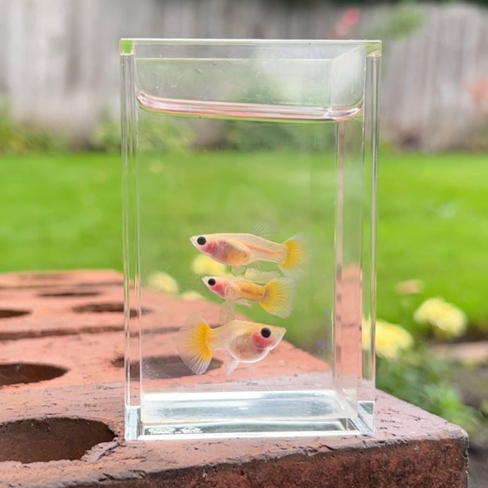 Banana Glass Belly Guppy Trio