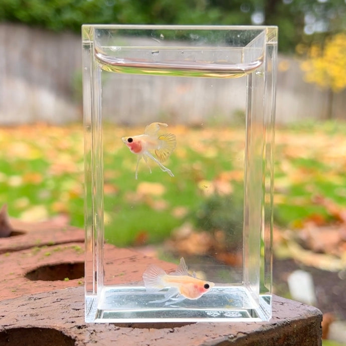 Ribboned Shark Fin Glass Belly Guppy Pair