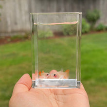 Load image into Gallery viewer, Ribboned Apricot Sunrise Glass Belly Guppy Pair
