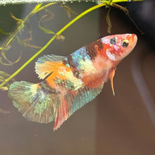 Load image into Gallery viewer, Rainbow Candy Koi Female Betta | WYSIWYG C2
