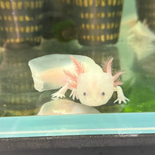 Cargar imagen en el visor de la galería, "Snoopy" Baby Lucy Axolotl | WYSIWYG

