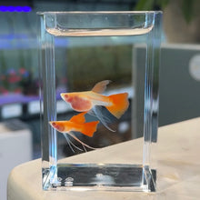 Cargar imagen en el visor de la galería, Ribboned Albino Red Ear Fin C Glass Belly Guppy Pair
