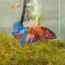 Cargar imagen en el visor de la galería, Orange Rainbow Candy Koi Male Betta | WYSIWYG
