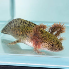 Cargar imagen en el visor de la galería, Baby Wild Type Axolotl
