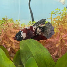 Cargar imagen en el visor de la galería, Black Galaxy Male Betta | WYSIWYG
