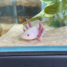 Cargar imagen en el visor de la galería, Baby Waving "Hi" Blue Gill Leucistic (Lucy) Axolotl | WYSIWYG

