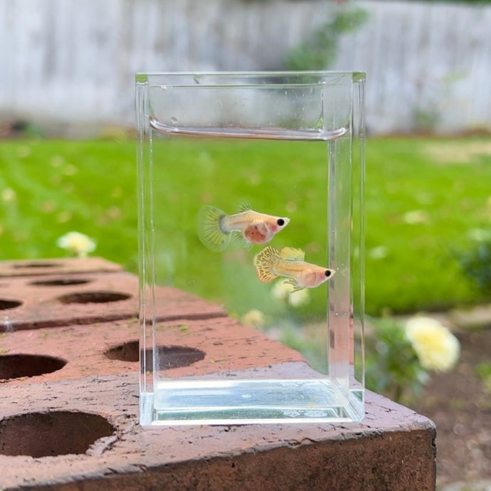 Leopard Glass Belly Guppy Pair