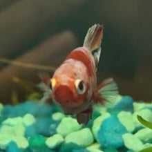 Load image into Gallery viewer, Pastel Light Candy Koi Female Betta | WYSIWYG B6
