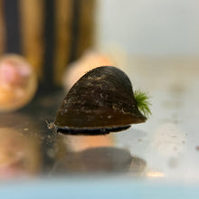 Load image into Gallery viewer, Batman Nerite Snail
