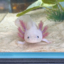 Cargar imagen en el visor de la galería, Baby Waving "Hi" Blue Gill Leucistic (Lucy) Axolotl | WYSIWYG
