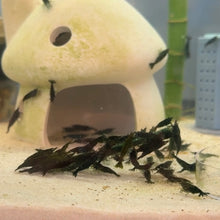 Cargar imagen en el visor de la galería, Green Shrimp | Neocaridina
