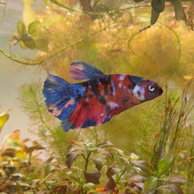 Cargar imagen en el visor de la galería, "Mr. Flare" Rainbow Candy Koi Male Betta | WYSIWYG
