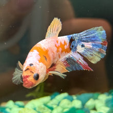 Load image into Gallery viewer, "Third Eye" Candy Koi Betta Fish (Female) | WYSIWYG B1
