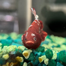 Load image into Gallery viewer, "Reddy" Copper Candy Koi Betta Fish | WYSIWYG A1
