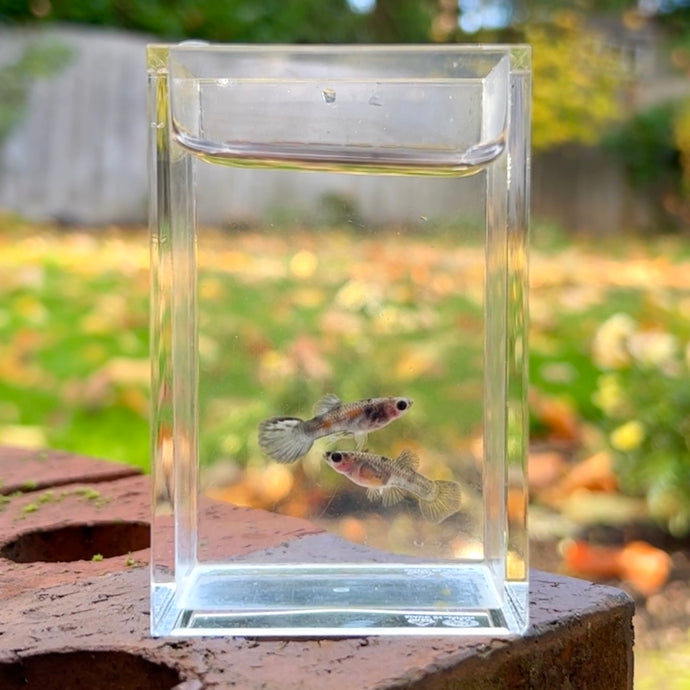 Zebra Glass Belly Guppy Pair
