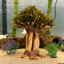 Load image into Gallery viewer, Christmas Moss on Small Straight Bonsai Driftwood Tree (live plant attached)
