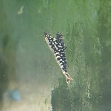 Cargar imagen en el visor de la galería, Black Galaxy Fishbone Shrimp | Caridina cantonensis
