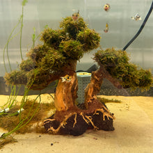 Load image into Gallery viewer, Java Moss on Flat Bonsai Driftwood Tree (live plant attached)
