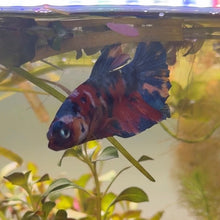 Cargar imagen en el visor de la galería, "Mr. Flare" Rainbow Candy Koi Male Betta | WYSIWYG
