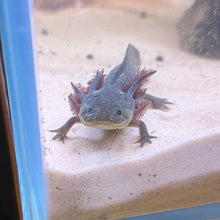 Load image into Gallery viewer, GFP Melanoid Axolotl

